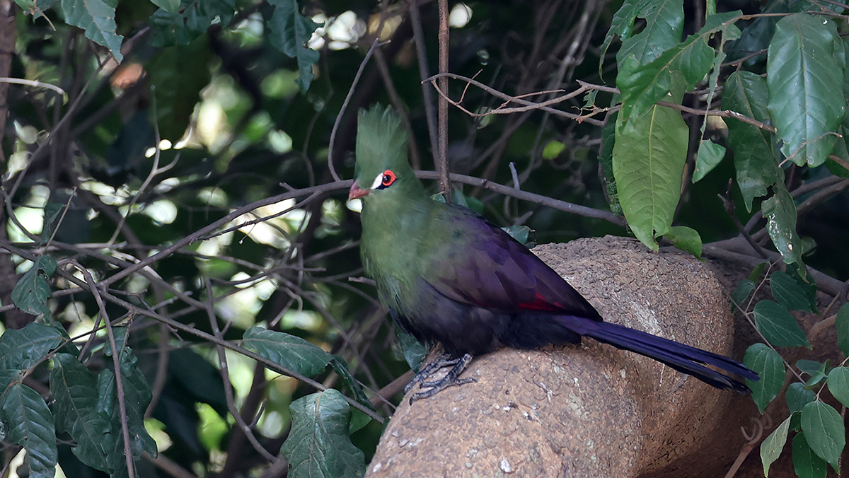 Green Turaco